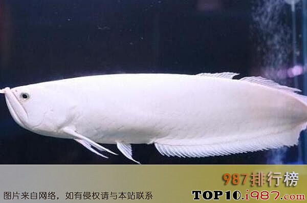 十大世界最贵观赏鱼之白金龙鱼