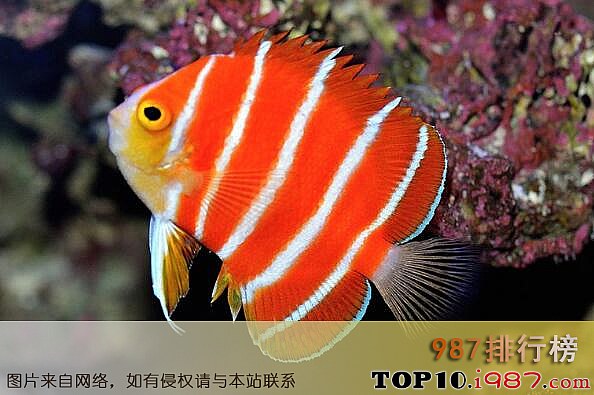 十大世界最贵观赏鱼之红薄荷神仙