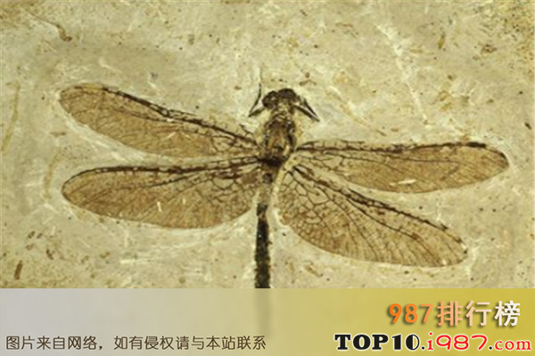 十大最恐怖远古昆虫之巨脉蜻蜓