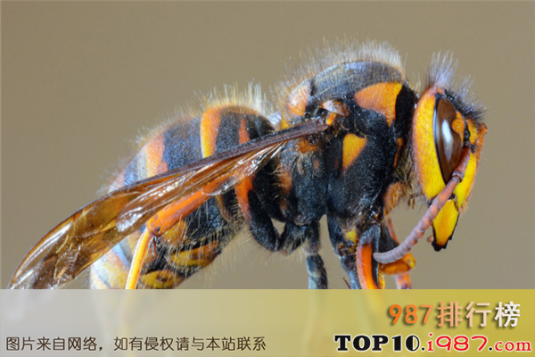 十大最恐怖远古昆虫之日本大黄蜂