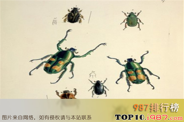 十大最恐怖远古昆虫之歌利亚甲虫