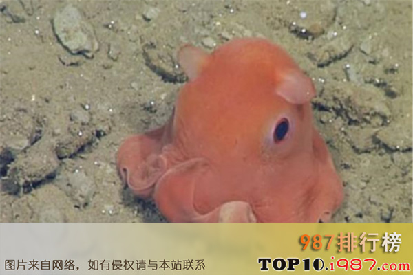 十大世界最萌的鱼之加利福尼亚面蛸
