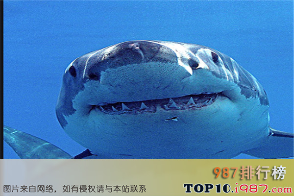 海里的十大毒鱼之大白鲨