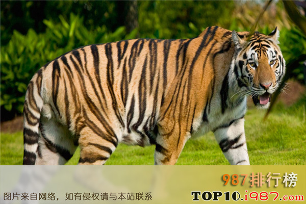 十大世界最凶猛的动物之老虎