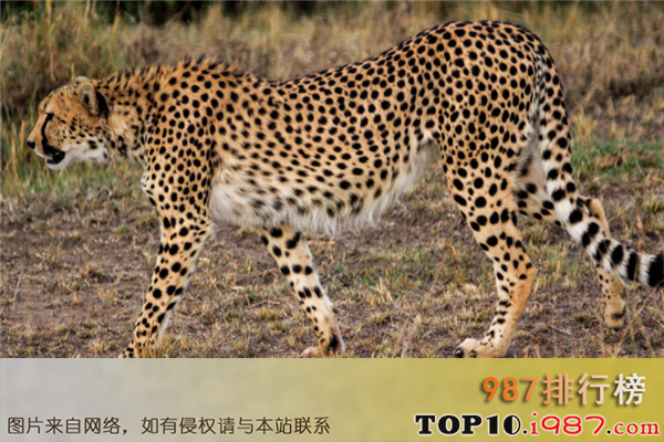 十大世界最凶猛的动物之豹