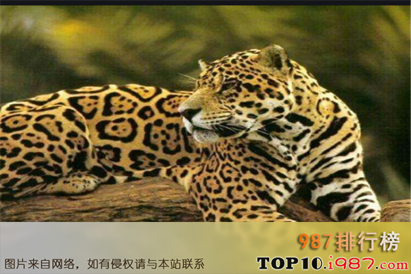 十大世界最凶猛的动物之美洲豹