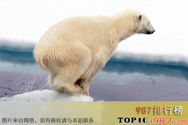 世界十大最凶猛的动物之北极熊