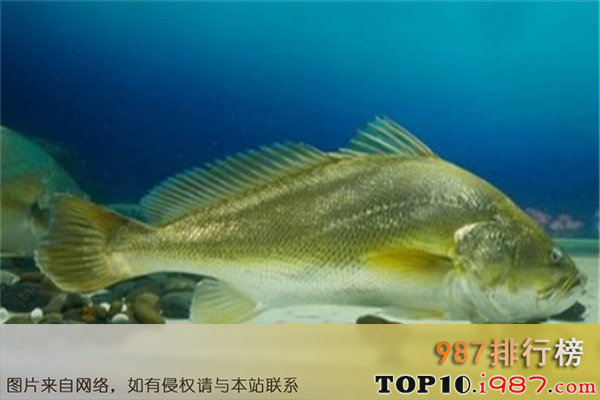 中国最昂贵的十大名鱼之黄唇鱼