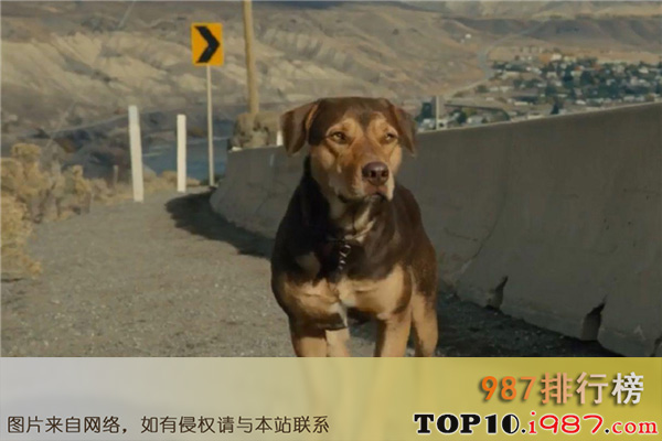 十大狗狗感人的电影之一条狗的回家路