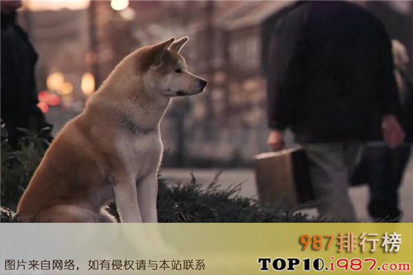 十大狗狗感人的电影排行榜之忠犬八公的故事