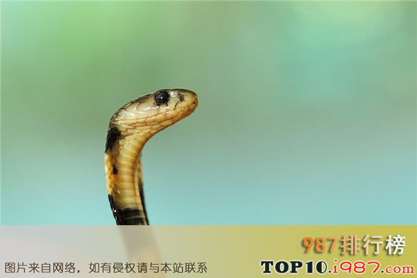 十大世界致命动物之亚洲眼镜蛇