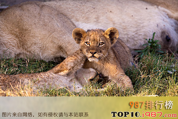 世界十大致命动物之非洲狮