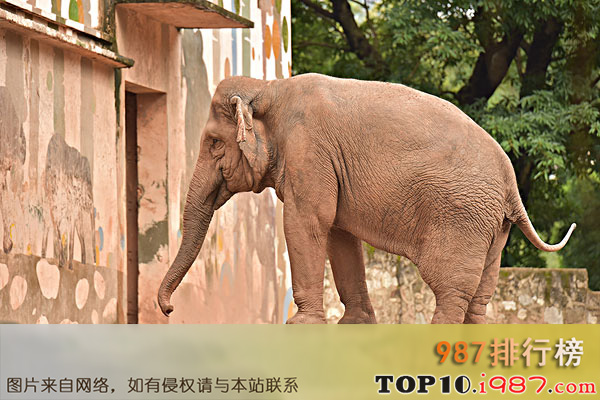 世界十大致命动物之大象