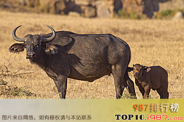 十大世界致命动物之非洲岬水牛