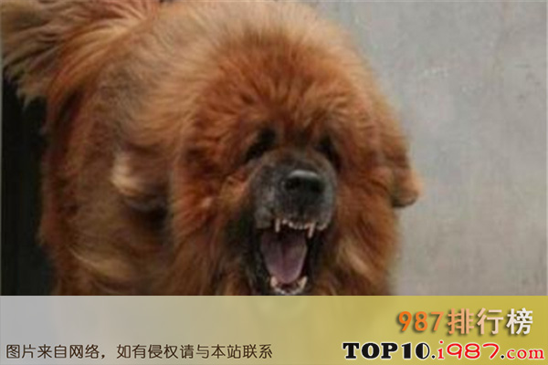 十大最凶悍的名犬之中国藏獒