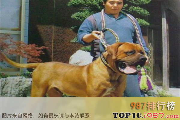 十大最凶悍的名犬之日本土佐