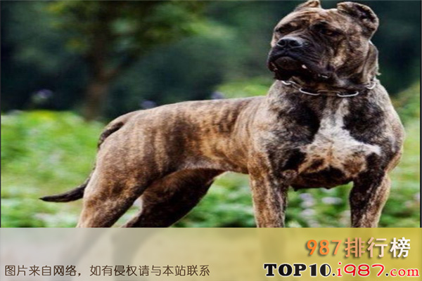 十大最凶悍的名犬之巴西非勒
