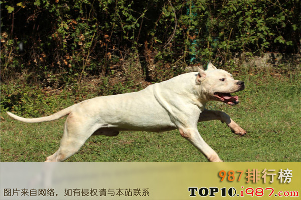 十大最凶悍的名犬之阿根廷杜高