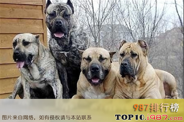 十大最凶悍的名犬之西班牙加纳利犬