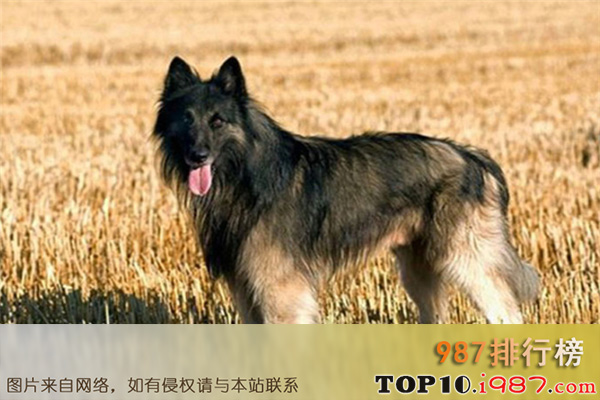 十大最聪明的警犬之比利时牧羊犬