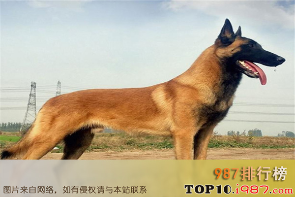 十大最聪明的警犬之比利时马林诺斯犬