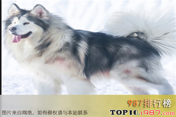 十大世界最危险的猛犬之阿拉斯加犬