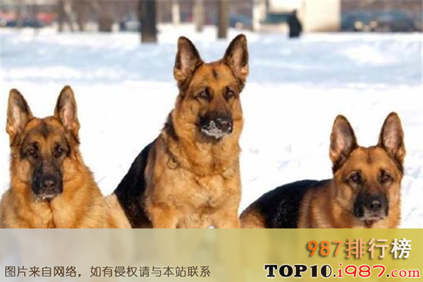 十大世界最危险的猛犬之德国牧羊犬