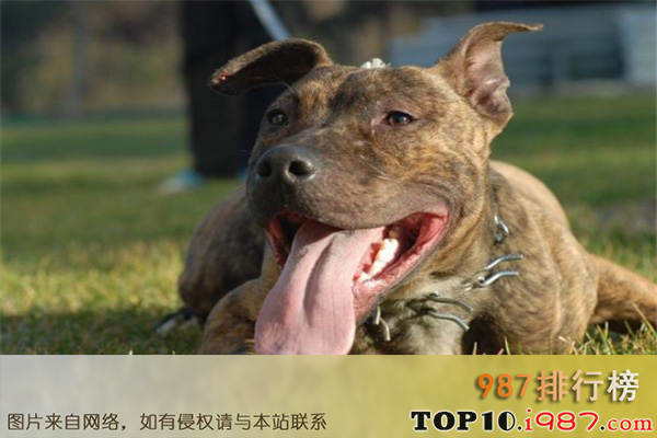 世界十大最危险的猛犬之比特犬