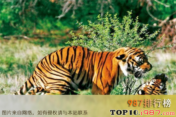 十大我国濒临灭绝的动物之华南虎