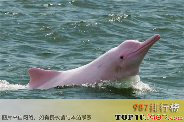 十大我国濒临灭绝的动物之白鳍豚