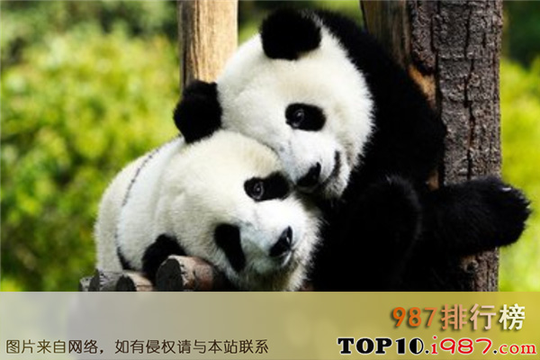 我国十大濒临灭绝的动物之大熊猫