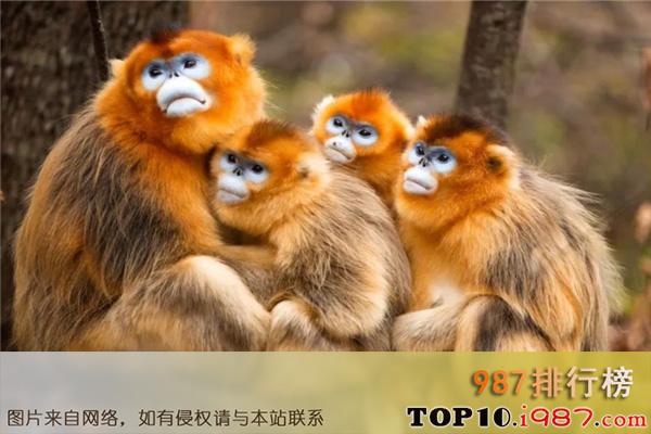 十大我国濒临灭绝的动物之金丝猴