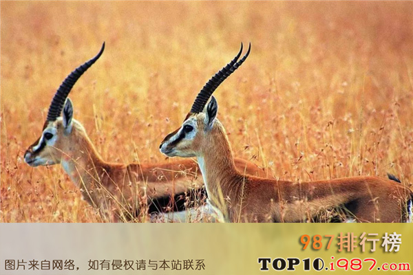 十大我国濒临灭绝的动物之藏羚羊