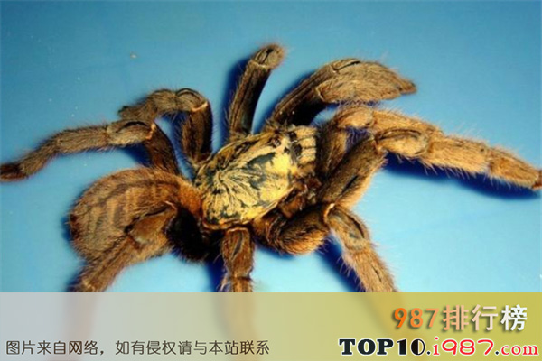 十大世界恐怖蜘蛛之中国捕鸟蛛