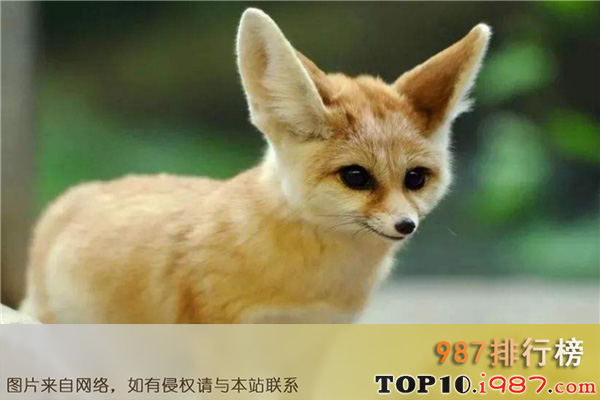 十大最适合家养的动物之耳廓狐