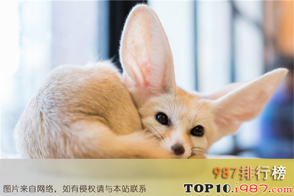十大目前最受欢迎的宠物之耳廓狐