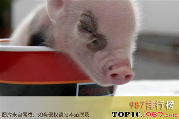 十大目前最受欢迎的宠物之茶杯猪