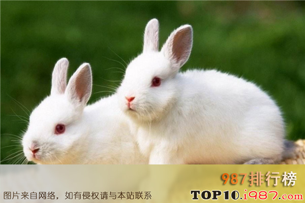 十大目前最受欢迎的宠物之珍珠兔