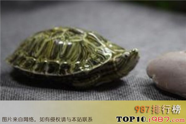 十大目前最受欢迎的宠物之巴西龟