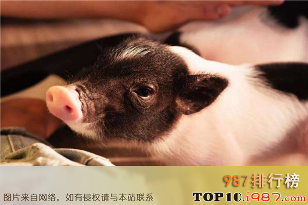 十大目前最受欢迎的宠物之小香猪
