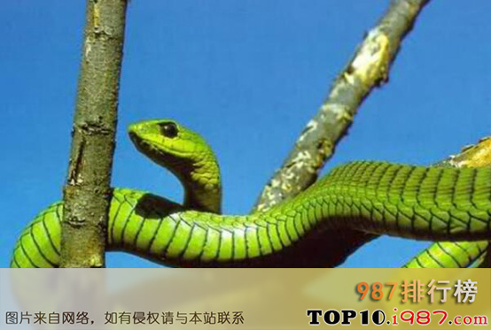 十大自然界致命生物之非洲树蛇