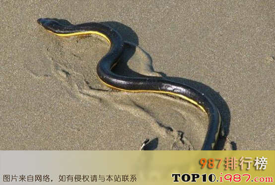 十大自然界致命生物之长吻海蛇