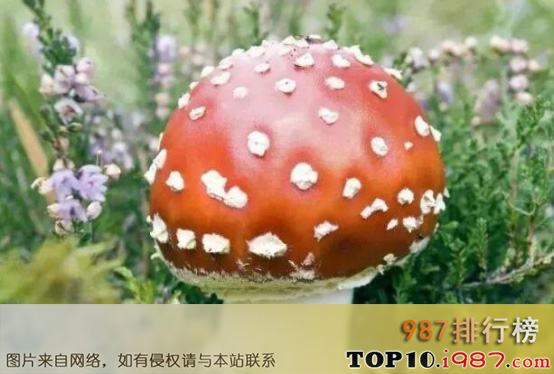 十大自然界奇异植物之迷幻蘑菇
