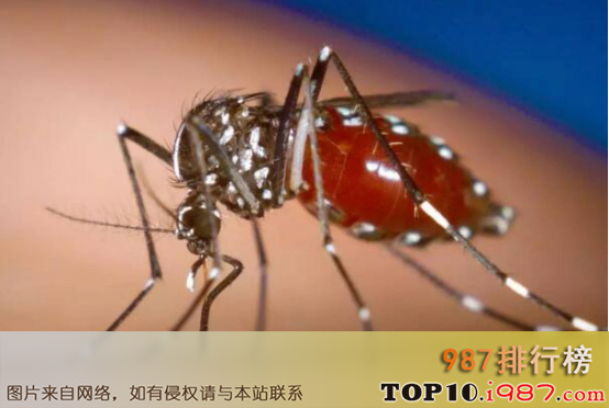 十大自然界致命动物之疟蚊