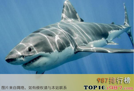 十大自然界致命动物之大白鲨