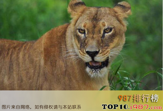 自然界十大致命动物之非洲狮