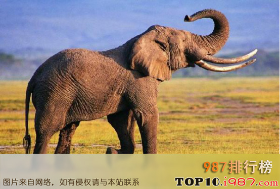 自然界十大致命动物之大象