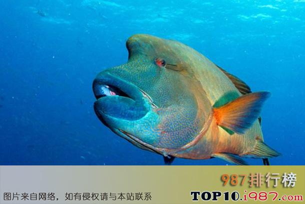 十大世界珍稀海洋动物之淡水苏眉鱼