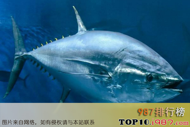十大世界珍稀海洋动物之蓝鳍金枪鱼