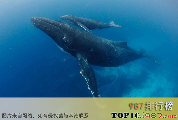 十大世界珍稀海洋动物之蓝鲸